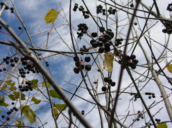 Choke Cherries